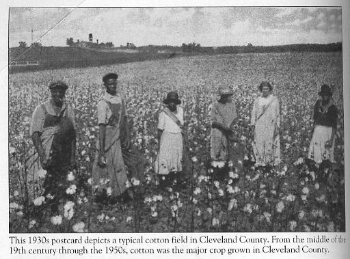 1930s Cotton Field postcard